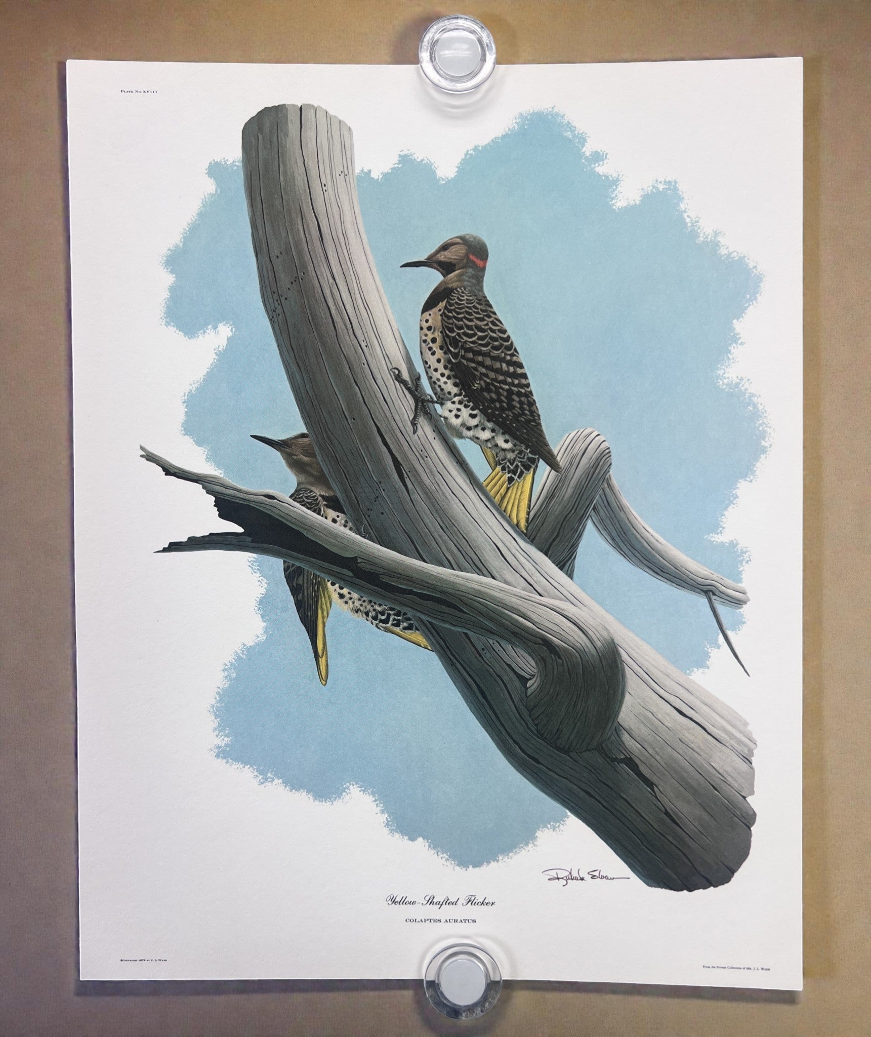 Art & Collectibles > Prints > Lithographs - 8 Richard Sloan Bird Prints (11x14) Wildlife Wall Art, Roadrunner, Mockingbird...