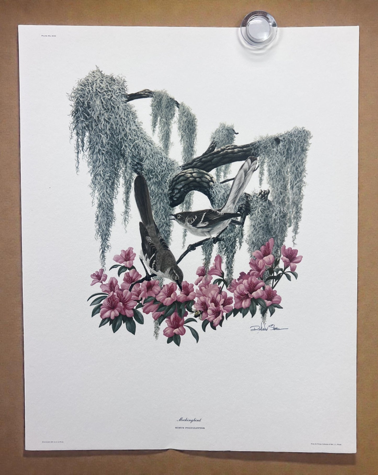 Art & Collectibles > Prints > Lithographs - 8 Richard Sloan Bird Prints (11x14) Wildlife Wall Art, Roadrunner, Mockingbird...