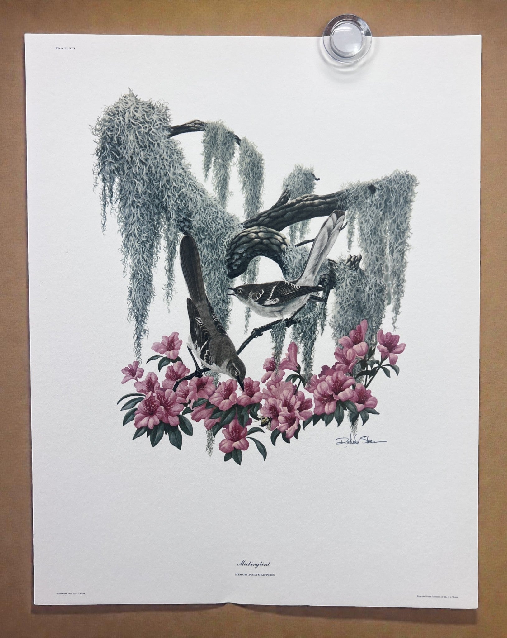 Art & Collectibles > Prints > Lithographs - 8 Richard Sloan Bird Prints (11x14) Wildlife Wall Art, Roadrunner, Mockingbird...