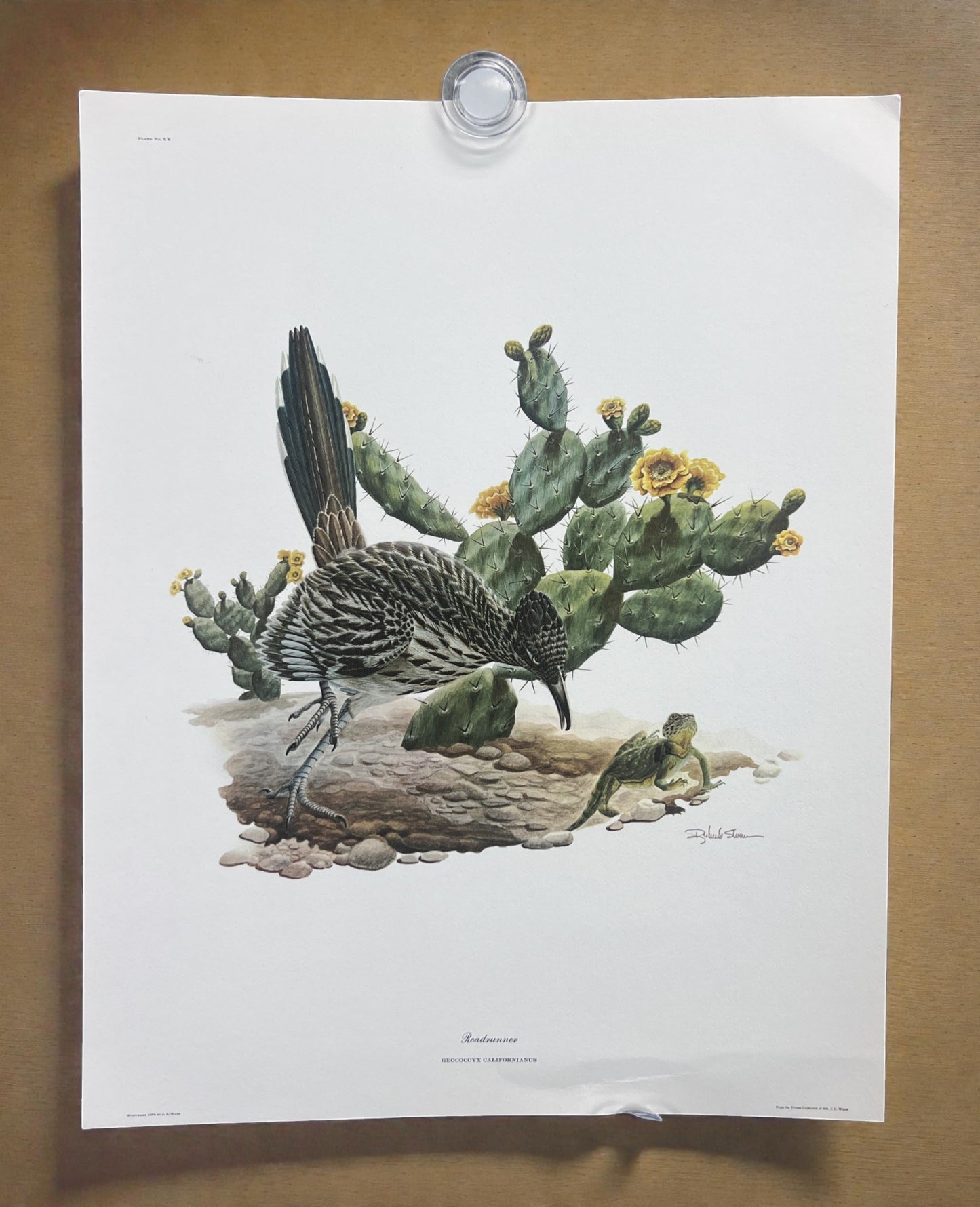 Art & Collectibles > Prints > Lithographs - 8 Richard Sloan Bird Prints (11x14) Wildlife Wall Art, Roadrunner, Mockingbird...