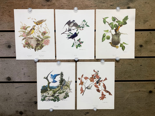Art & Collectibles > Prints > Lithographs - 5 Richard Sloan Bird Prints (11x14) Wildlife Wall Art, Purple Martin, Oriole b...
