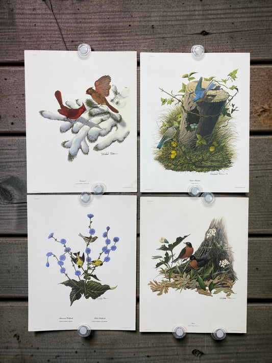Art & Collectibles > Prints > Lithographs - 4 Richard Sloan Bird Prints (11x14) Wildlife Wall Art, Cardinal, Robin, Bluebi...