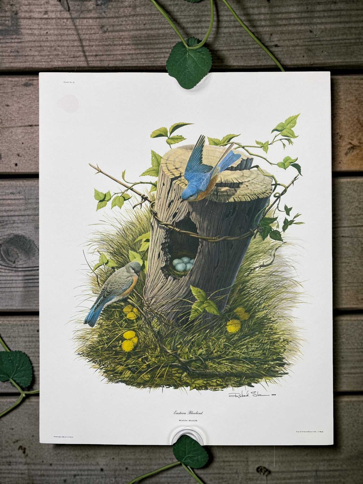 Art & Collectibles > Prints > Lithographs - 4 Richard Sloan Bird Prints (11x14) Wildlife Wall Art, Cardinal, Robin, Bluebi...