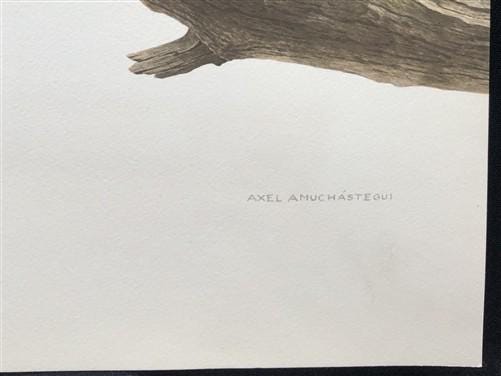 Art & Collectibles > Prints - Axel Amuchastegui, Toco Toucan, 20.75x14 South American Bird Art Print I by The Old Grainery...