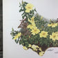 Art & Collectibles > Prints > Lithographs - Maryrose Wampler, Single Yellow Rose, Signed Print, 28x22, Wall Art, Plate 7 b...