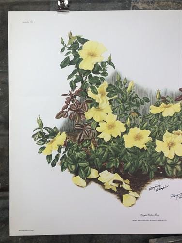Art & Collectibles > Prints > Lithographs - Maryrose Wampler, Single Yellow Rose, Signed Print, 28x22, Wall Art, Plate 7 b...
