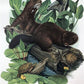 Art & Collectibles > Prints > Lithographs - Richard Timm, Mink, Signed Print, 28x22 Wade Collection, Plate 22 by The Old G...