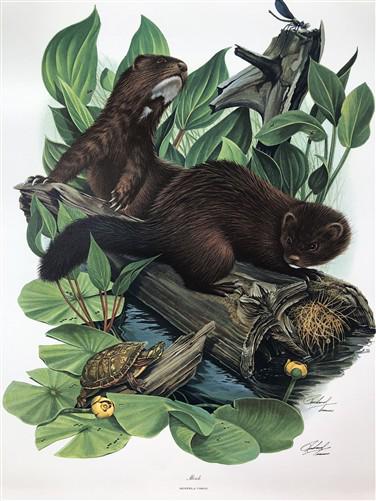 Art & Collectibles > Prints > Lithographs - Richard Timm, Mink, Signed Print, 28x22 Wade Collection, Plate 22 by The Old G...