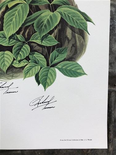 Art & Collectibles > Prints > Lithographs - Richard Timm, Lynx, Signed Print, 28x22 Wade Collection, Plate 27 by The Old G...