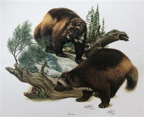 Art & Collectibles > Prints > Lithographs - Richard Timm, Wolverine, Signed Print, 28x22 Wade Collection, Plate 14 by The...