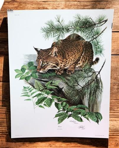 Art & Collectibles > Prints > Lithographs - Richard Timm, Bobcat, Signed Print, 28x22 Wade Collection, Plate 8 by The Old...