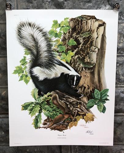 Art & Collectibles > Prints > Lithographs - Richard Timm, Striped Skunk, Signed Print, 28x22 Wade Collection, Plate 4 by T...