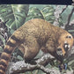 Art & Collectibles > Prints - Axel Amuchastegui, Ring Tailed Coati, 20.75x14 South American Art Print K by The Old Grainer...