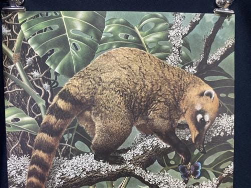 Art & Collectibles > Prints - Axel Amuchastegui, Ring Tailed Coati, 20.75x14 South American Art Print K by The Old Grainer...
