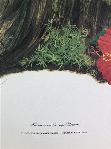 Art & Collectibles > Prints > Lithographs - Maryrose Wampler, Hibiscus Orange Blossom, Signed Print, 28x22 Wall Art, Plate...