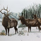 Art & Collectibles > Prints > Lithographs - Richard Timm, Elk, Signed Print, 28x22 Wade Collection, Plate 3 by The Old Gra...