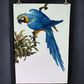 Art & Collectibles > Prints - Axel Amuchastegui, Blue and Yellow Macaw, 20.75x14 South American Bird Print G by The Old Gr...