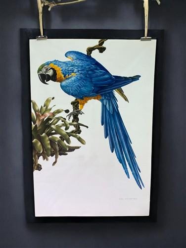 Art & Collectibles > Prints - Axel Amuchastegui, Blue and Yellow Macaw, 20.75x14 South American Bird Print G by The Old Gr...