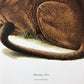 Art & Collectibles > Prints > Lithographs - Richard Timm, Mountain Lion, Signed Print, 28x22 Wade Collection, Plate 12 by...