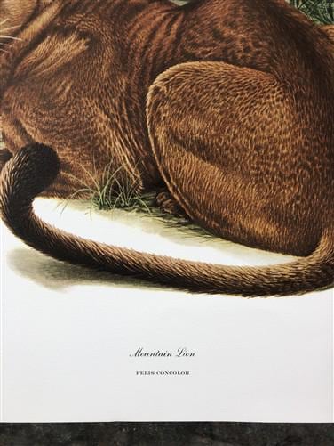 Art & Collectibles > Prints > Lithographs - Richard Timm, Mountain Lion, Signed Print, 28x22 Wade Collection, Plate 12 by...