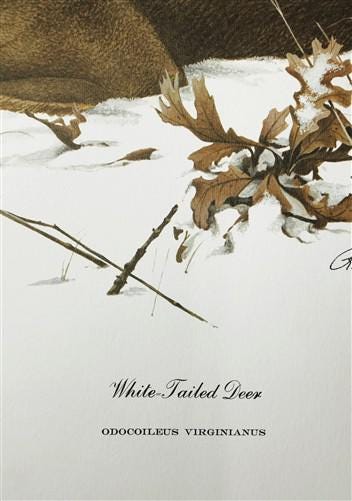 Art & Collectibles > Prints > Lithographs - Richard Timm, White Tailed Deer, Signed Print, 28x22 Wade Collection, Plate 7...