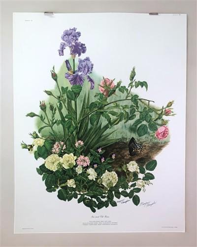 Art & Collectibles > Prints > Lithographs - Maryrose Wampler, Iris & Old Roses, Signed Print, 28x22 Wall Art, Plate 3 by T...
