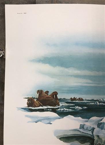 Art & Collectibles > Prints > Lithographs - Richard Timm, Polar Bear, Signed Print, 28x22 Wade Collection, Plate 30 by The...