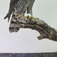 Art & Collectibles > Prints - Axel Amuchastegui, Ornate Hawk Eagle, 20.75x14 South American Bird Art Print D by The Old Gr...