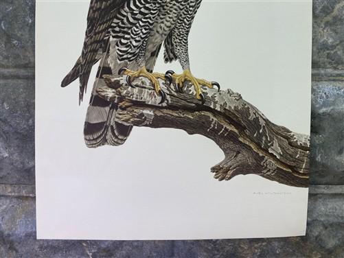 Art & Collectibles > Prints - Axel Amuchastegui, Ornate Hawk Eagle, 20.75x14 South American Bird Art Print D by The Old Gr...