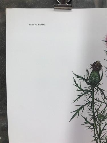 Art & Collectibles > Prints > Lithographs - Maryrose Wampler, Thistle, Signed Print, 28x22 Wall Art, Plate 28 by The Old G...