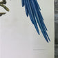 Art & Collectibles > Prints - Axel Amuchastegui, Blue and Yellow Macaw, 20.75x14 South American Bird Print G by The Old Gr...