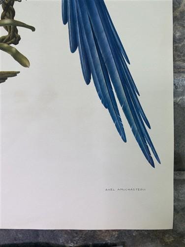 Art & Collectibles > Prints - Axel Amuchastegui, Blue and Yellow Macaw, 20.75x14 South American Bird Print G by The Old Gr...