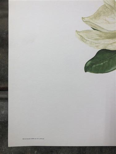 Art & Collectibles > Prints > Lithographs - Maryrose Wampler, Magnolia, Signed Print, 28x22 Wall Art, Plate 12 by The Old...
