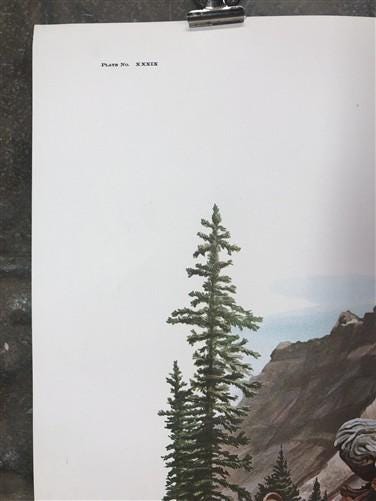 Art & Collectibles > Prints > Lithographs - Richard Timm, Pine Marten, Signed Print, 28x22 Wade Collection, Plate 39 by Th...