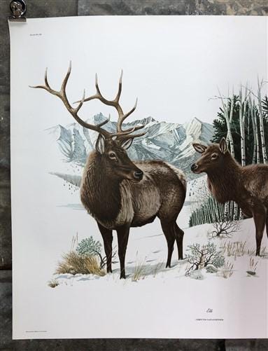 Art & Collectibles > Prints > Lithographs - Richard Timm, Elk, Signed Print, 28x22 Wade Collection, Plate 3 by The Old Gra...