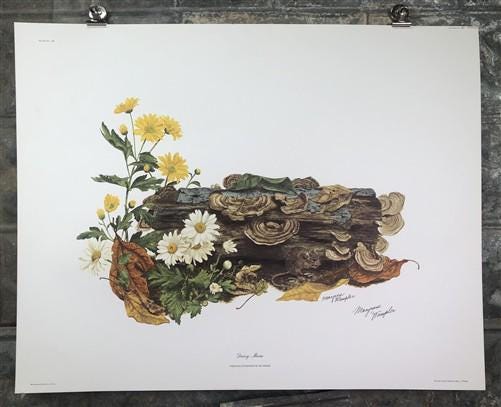 Art & Collectibles > Prints > Lithographs - Maryrose Wampler, Daisy Mum, Signed Print, 28x22 Wall Art, Plate 4 by The Old...
