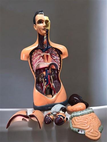 Craft Supplies & Tools > Tools & Equipment > Equipment & Machines - Sargent Welch Scientific Human Torso Cat No 95105, 3D...