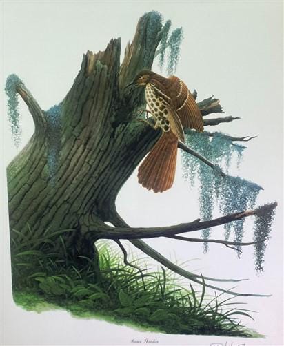 Art & Collectibles > Prints > Lithographs - Richard Sloan, Brown Thrasher, Signed Print, 28x22, Wade Collection, Plate 22...