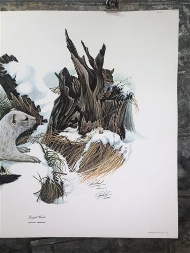 Art & Collectibles > Prints > Lithographs - Richard Timm, Longtail Weasel, Signed Print, 28x22 Wade Collection, Plate 37 b...