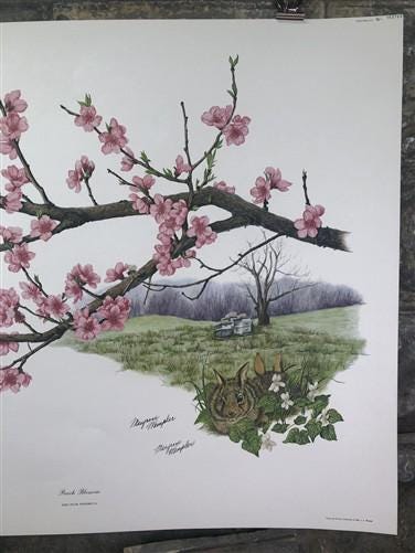 Maryrose Wampler, Peach Blossom, Signed Print, 28x22 Wall Art, Plate 16