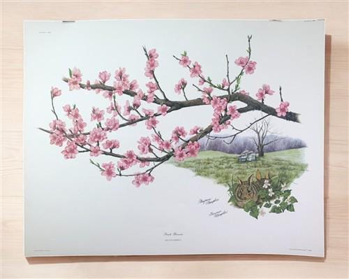 Maryrose Wampler, Peach Blossom, Signed Print, 28x22 Wall Art, Plate 16