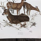 Art & Collectibles > Prints > Lithographs - Richard Timm, White Tailed Deer, Signed Print, 28x22 Wade Collection, Plate 7...