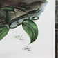 Art & Collectibles > Prints > Lithographs - Richard Timm, Muskrat, Signed Print, 28x22 Wade Collection, Plate 17 by The Ol...