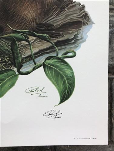 Art & Collectibles > Prints > Lithographs - Richard Timm, Muskrat, Signed Print, 28x22 Wade Collection, Plate 17 by The Ol...