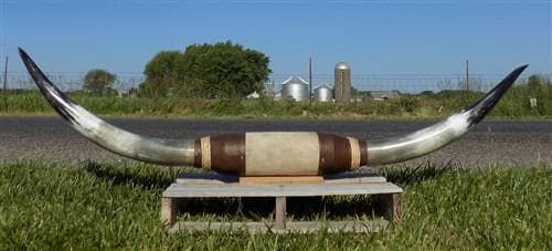 5'9" Longhorn Mounted Cattle Horns Steer Bull Western Texas Ranch Decor A11