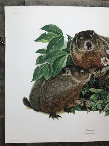 Art & Collectibles > Prints > Lithographs - Richard Timm, Woodchuck, Signed Print, 28x22 Wade Collection, Plate 28 by The...