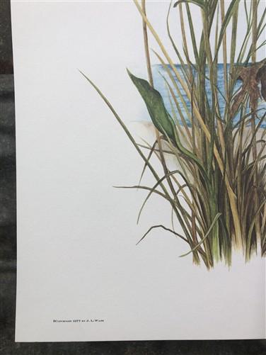Art & Collectibles > Prints > Lithographs - Maryrose Wampler, Dune Flowers, Signed Print, 28x22 Wall Art, Plate 20 by The...