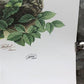 Art & Collectibles > Prints > Lithographs - Richard Timm, Gray Fox, Signed Print, 28x22 Wade Collection, Plate 19 by The O...