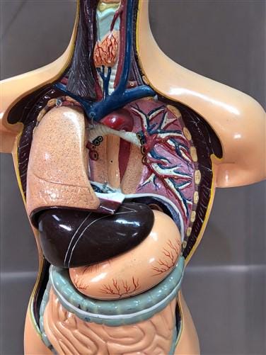 Craft Supplies & Tools > Tools & Equipment > Equipment & Machines - Sargent Welch Scientific Human Torso Cat No 95105, 3D...