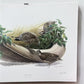 Richard Sloan, California Quail, Signed Print, 28x22, Wade Collection, Plate 27
